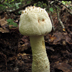 Amanita Rhopalopus